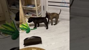 Щенки американского пит-бультерьера, 1 месяц.