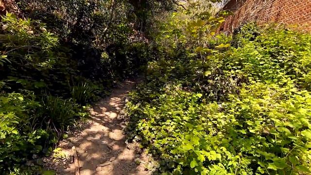 Лес Саммерфилдс в Гастингсе (Summerfields Wood Nature Reserve) смотреть онлайн