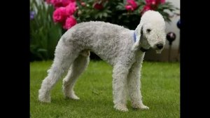 Бедлингтон терьер