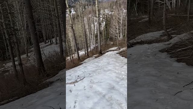 Охота на медведя в горах Алтая с лайками ЗСЛ
