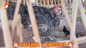 Наседка с цыплятами гармония во дворе 🦆🤗❣️(2)