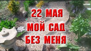 22 мая. Мой сад ждал меня две недели