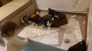 Маленькая девочка общается со щенками хаски.
