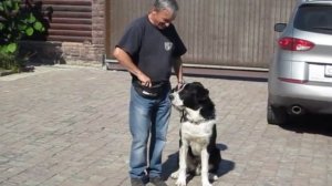Азиатская овчарка