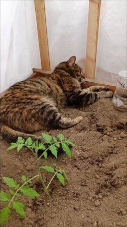 Полежала на огурчике. Сгрызла жимолость. Свернула томат. Теперь отдыхает🤣