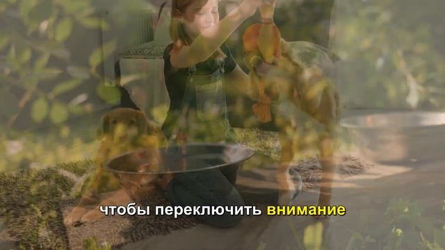 Как научить собаку приносить палку смотреть онлайн