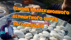 Семена коллекционного сорта фасоли яська