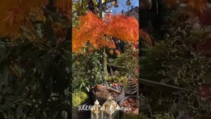 Японские клены: Гарнет, Вирдис, Эмеральд Лейс, Леляной