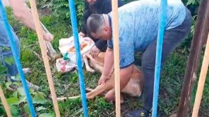 Косуля застряла в заборе детского сада в Башкортостане