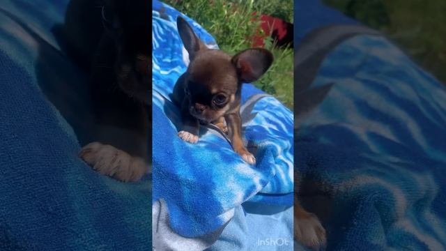 Мальчик чихуахуа шоколадно-подпалый короткошерстный