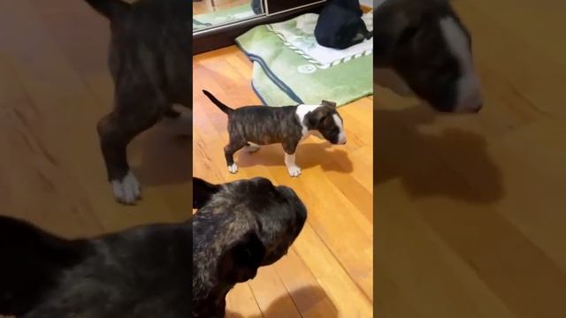 Малыш Рой Бультерьер 🐾💕 Разборки с дядей Блэком Фра? смотреть онлайн