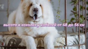 Описание чау - чау