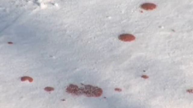 Амурчанин поранил ножом собаку своего соседа смотреть онлайн