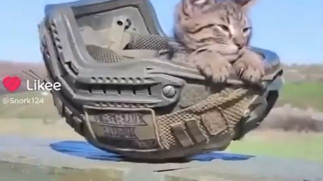😼 Кто тут меня тревожит?