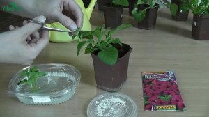 Черенкование ПЕТУНИИ: в два раза больше рассады - 7 дач