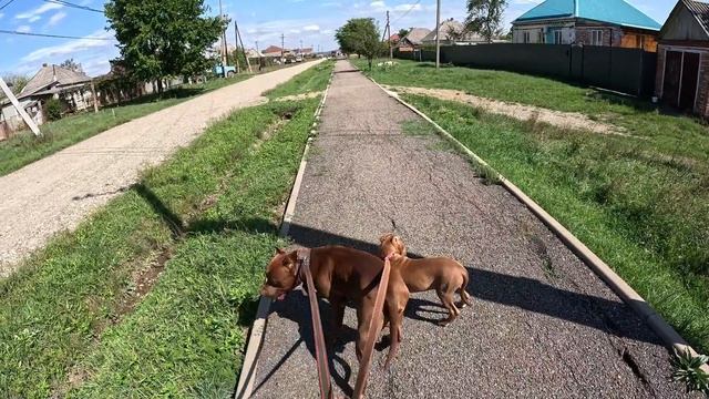 Опасная прогулка с Мусой и социализация щенка питбуля смотреть онлайн