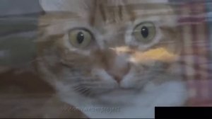 Вьетнамские флешбеки