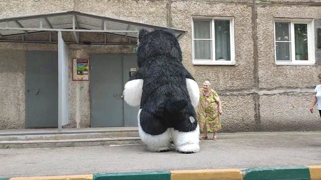 Хаски на дне рождении!!! смотреть онлайн