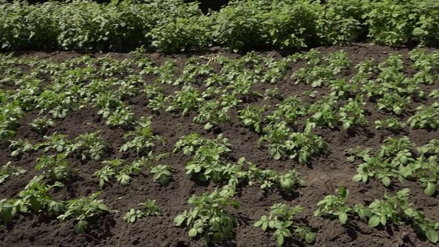 Щедрое богатство земли 230525 автор Пятимат  Холохоева