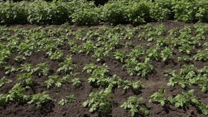 Щедрое богатство земли 230525 автор Пятимат  Холохоева