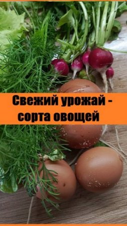 Сегодняшний урожай, сорта и породы, которые я выращиваю