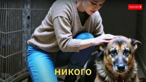 Немецкая овчарка, которая ждала усыпления, плакала в с