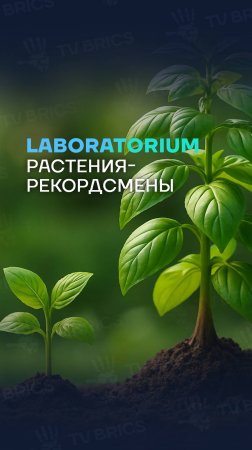 🌿 Рост растений в шесть раз быстрее, чем в природе. Как это возможно? СМОТРИТЕ ВЫПУСК НА TV BRICS