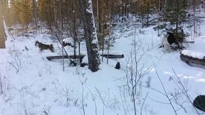 Охота с лайками! На соболя...