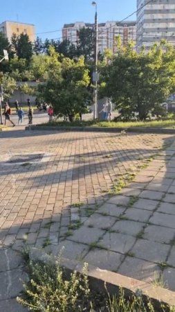 Ученые объяснили нашествие мошек в Москве