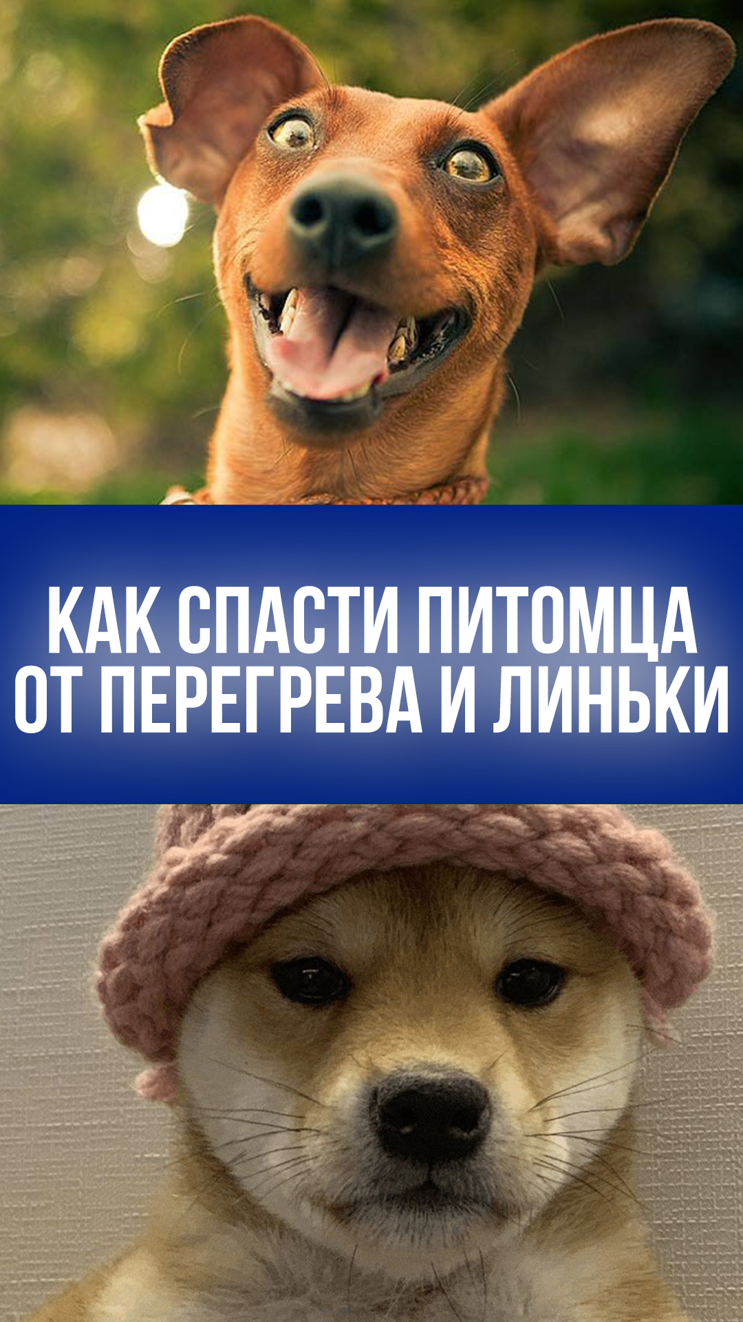 Лето не приговор! 5 шагов к счастью питомца: шерсть, жара и перегрев отменяются!