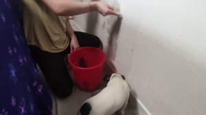 влог8) клею обои
