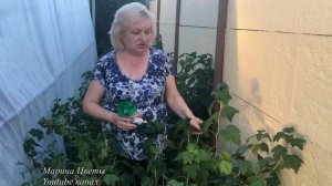 Лучшая подкормка смородины , малины , крыжовника .Обязательное условие хорошего урожая !!!