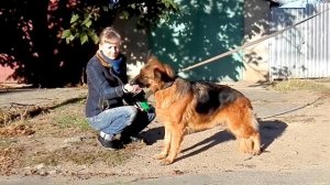 СТАВИМ В СТОЙКУ НЕМЕЦКУЮ ОВЧАРКУ. Odessa.