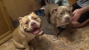 291.Американский булли.Результаты воспитания за 4 месяц