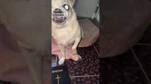 Лёля изгнание демонов получится ли у него???? Лёля ( фан)