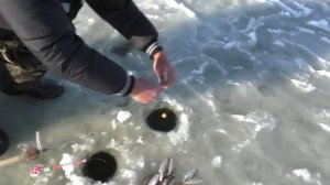 Зимняя рыбалка ловля на снасть шарик