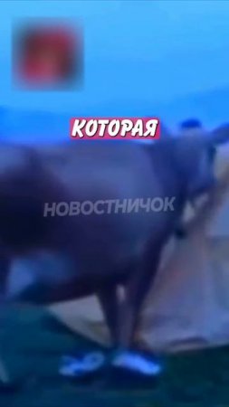 Новостничок (517)