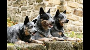 Австралийская короткохвостая пастушья собака. Австра