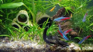 Кормление анциструсов. Донные таблетки