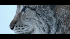 РЫСЬ против АРГЕНТИНСКОГО ДОГА ! КТО СИЛЬНЕЕ ?