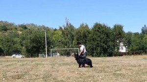 Монопородная выставка немецких овчарок. ПРК. 7.09.24. г. Ш?