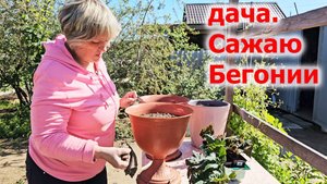 Дача.Посадила Бегонии.Сильный ветер ломает помидоры.Спасаю клубнику.Май 2025