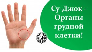 08 Органы грудной клетки