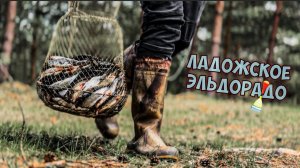 ПОПЛАВОК КАК В ДЕТСТВЕ!! Вода кипит, ЛАДОГА НЕРЕСТИТСЯ!!