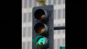 По ПРАВИЛАМ. Детская песня по ПДД.