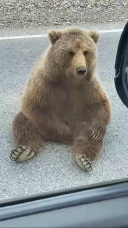 Решил отдохнуть на дороге