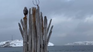 Невероятные приключения Любителей ЗОЖ в Мурманске. Мурманский марафон.