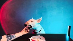 ASMR DOG /СОБАКА ЕСТ /СЫРОЕ МЯСО / БУЛЬТЕРЬЕР/ASMR/АСМР