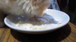 чем кормить котёнка 1.5 месяца! Харьковская область, ко?