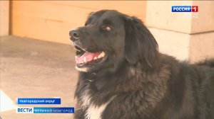 ГТРК СЛАВИЯ Чемпионат по кинологическому спорту 23.05.25